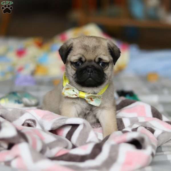 Prince, Pug Puppy